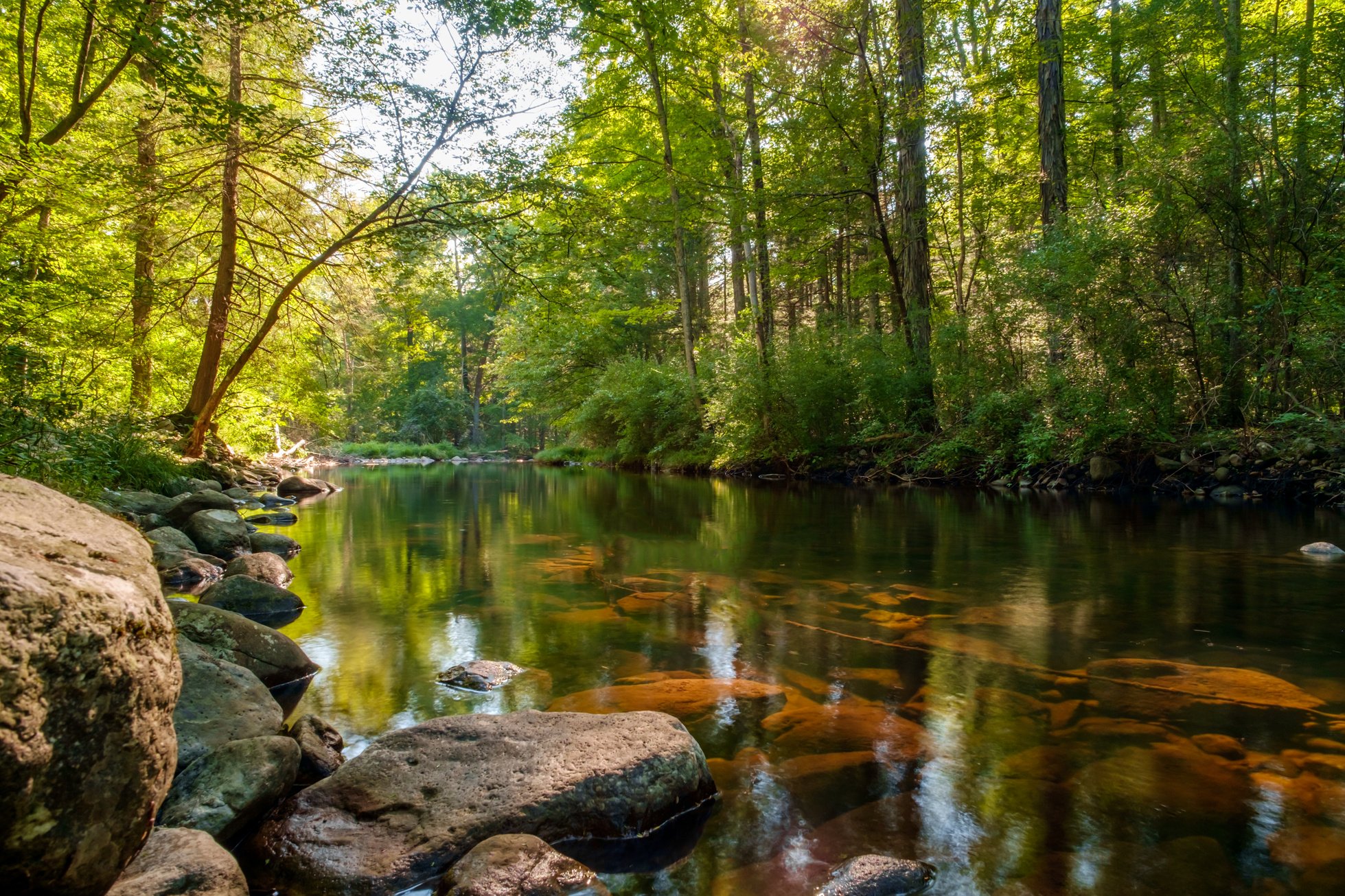 Calm Forest Stream